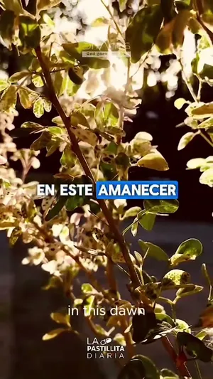 Conociendo el Amor Divino